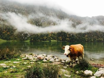 Cow standing on lake against landscape