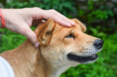 Happy dog getting a head massage