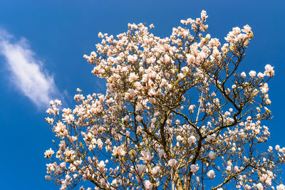 Ripening magnolia flowers on a tree against the background of a blue, spring sky.