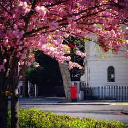 Pink flowers on tree trunk