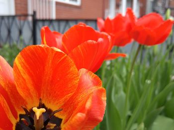 Close-up of red flower