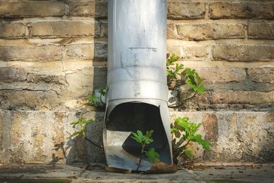 Plants growing on wall