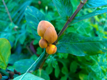 Close-up of fruits on tree