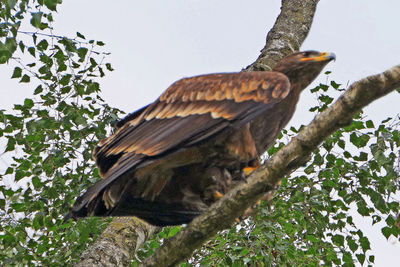 Low angle view of bird perching on tree