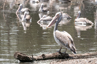 View of birds on lake