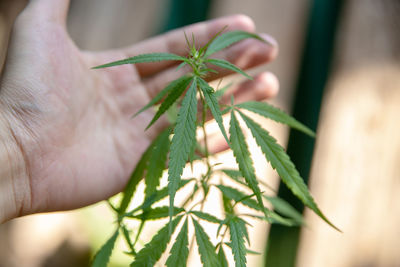 Close-up of hands touching medical cannabis plants