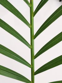 Close-up of green leaves