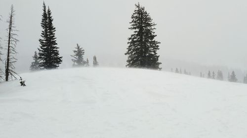 Trees on snow covered landscape