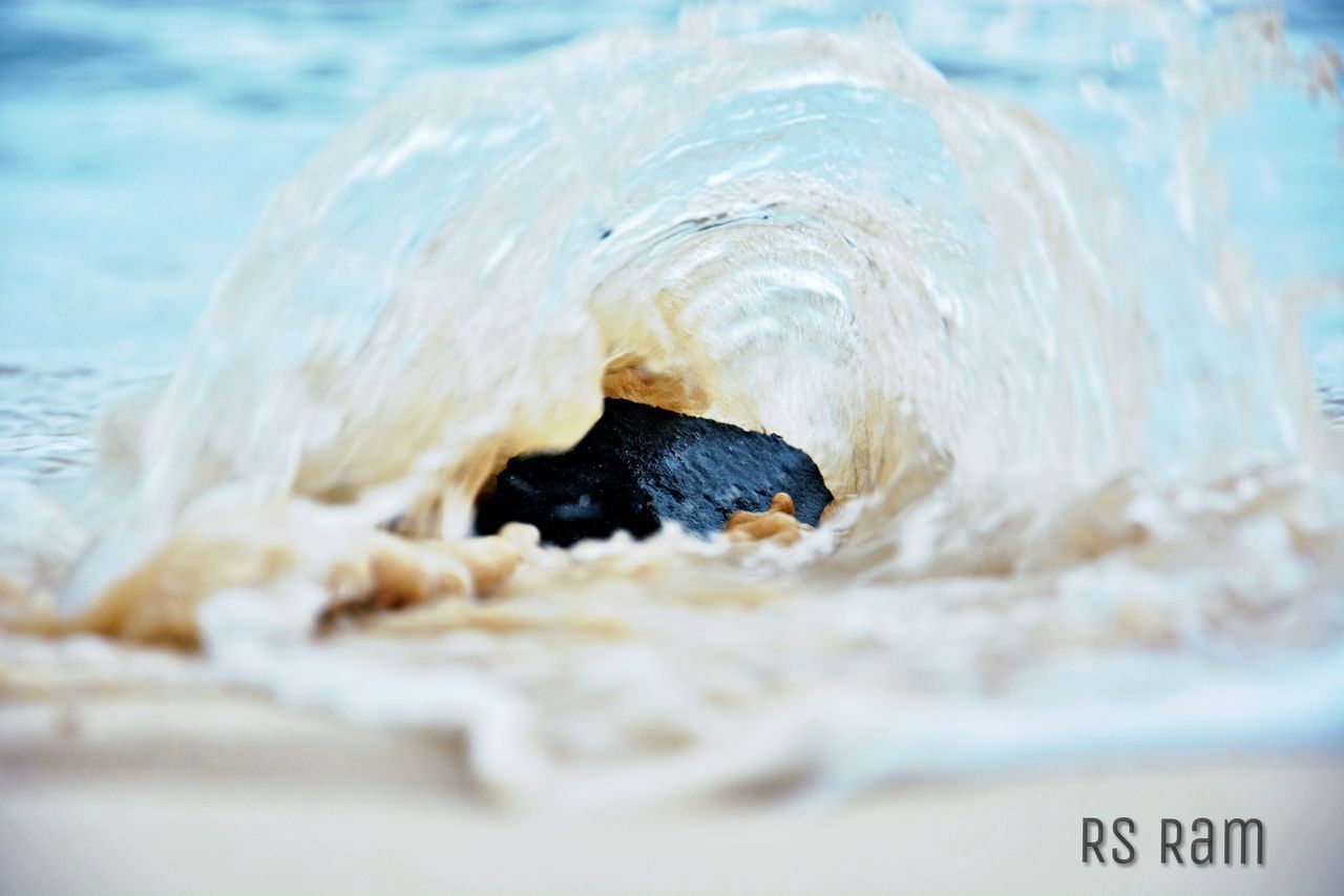 CLOSE-UP OF TURTLE