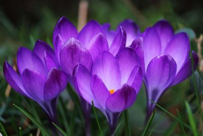 Close-up of purple crocus flowers on field