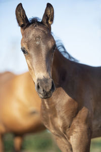 Close-up of horse standing against sky