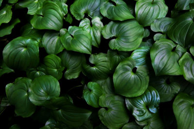 Full frame shot of green leaves