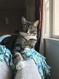 Cat relaxing on bed at home