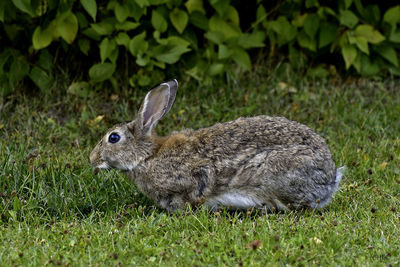 Close-up of sheep on field