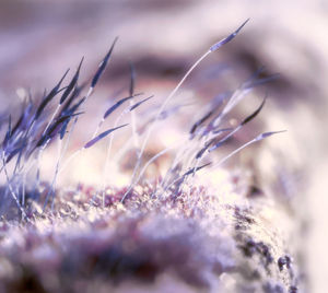 Close-up of frozen plant on field