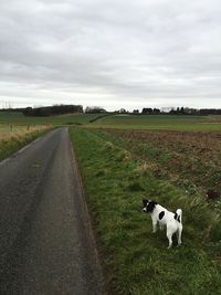 Dog by road on field against cloudy sky