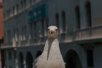 Close-up of seagull perching outdoors