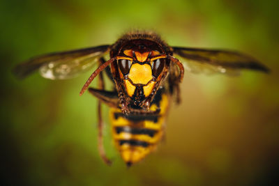 Hornet close up