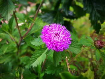 Close-up of thistle blooming outdoors