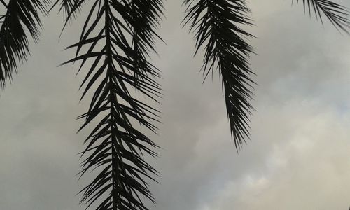 palm tree