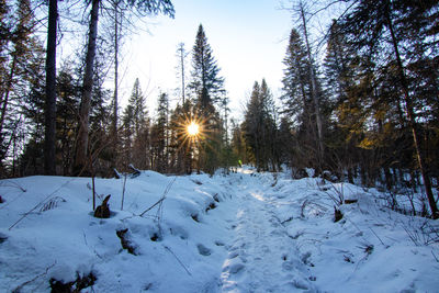 Trees on snow covered field against sky