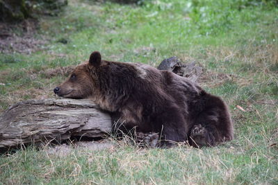 Bear lying on grass