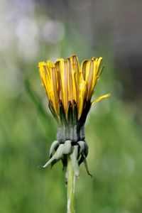 Close-up of yellow flower blooming outdoors