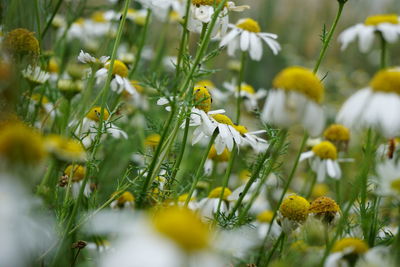 Close-up of yellow flowering plant on field