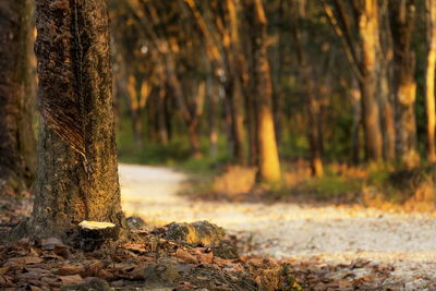 Trees growing in forest during autumn