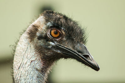 Close-up of a bird looking away