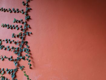 High angle view of multi colored candies on table