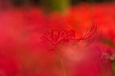 Close-up of red flowering plant