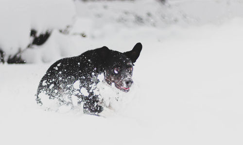 Dog on snow covered land