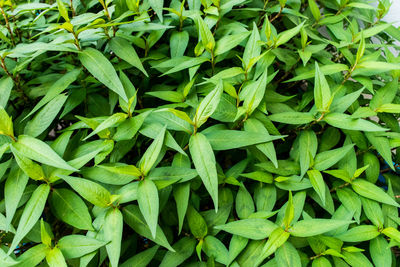 Full frame shot of fresh green plants