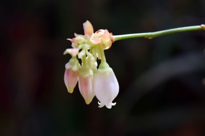 Close-up of rose blooming outdoors