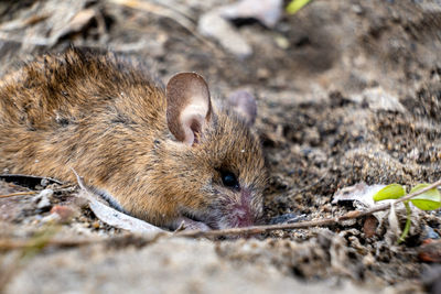 Close-up of an animal