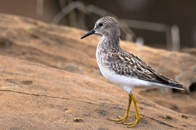 Close-up of seagull perching