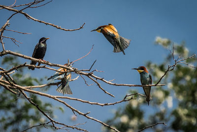 Low angle view of european bee-eaters perching on twig against sky