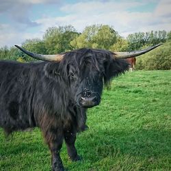 Horse standing on field against sky