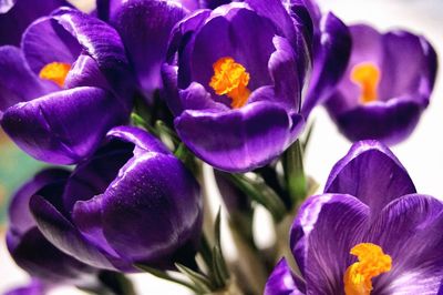 Close-up of purple flowers