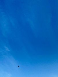 Low angle view of bird flying in sky