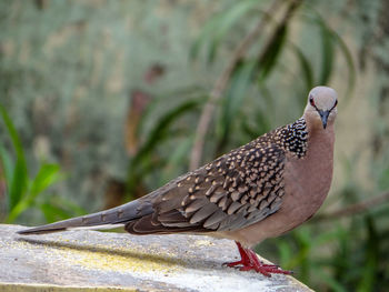 Close-up of bird perching on wall