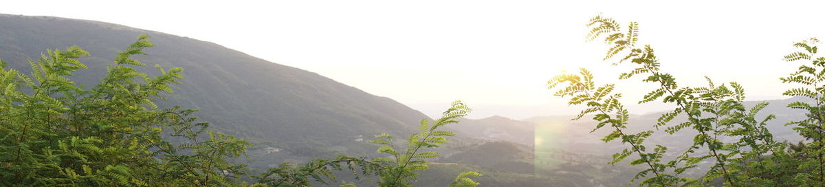 Scenic view of forest