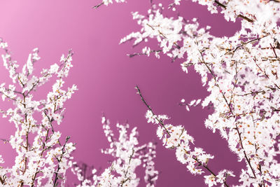 Low angle view of cherry blossoms against sky