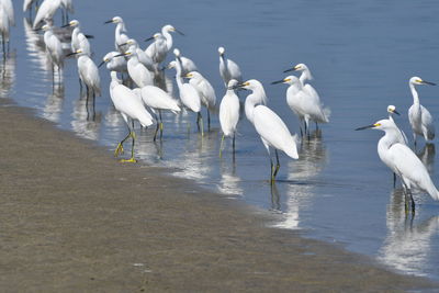 Seagulls on beach