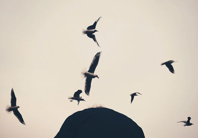 Low angle view of seagulls flying