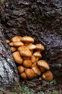 Close-up of mushrooms on tree trunk