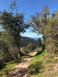 Road amidst trees against clear sky