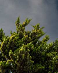 Low angle view of tree