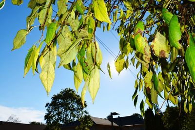 Low angle view of tree against sky